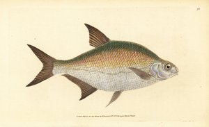 Bream, Abramis brama (Cyprinus brama). Handcoloured Copperplate Drawn and Engraved by Edward Donovan from His Natural History of British Fishes, Donovan and F.C. and J. Rivington, London by Edward Donovan