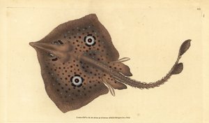 Brown Skate or Mirror Ray, Raja miraletus