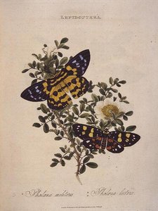 Butterflies: Phalaena Militaris, Phalaena Lectrix, pub. by the artist by Edward Donovan