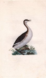 Castagny grebe. Tachybaptus ruficollis by Edward Donovan