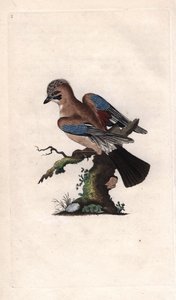 Eurasian Jay, Garrulus glandarius. Copper engraving by Edward Donovan, published in Natural History of British Birds, London by Edward Donovan