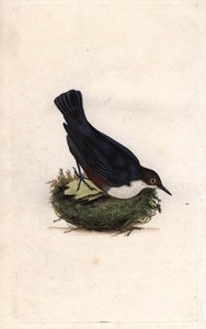 Cincle Diver by Edward Donovan