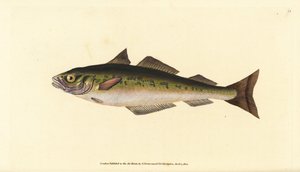 Coalfish or saithe, Pollachius virens. Handcoloured copperplate from Natural History of British Fishes, Donovan and F.C. and J. Rivington, London by Edward Donovan