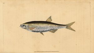 Common bleak, handcoloured copperplate drawn and engraved by Edward Donovan from his Natural History of British Fishes by Edward Donovan