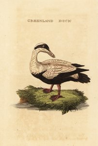 Common eider by Edward Donovan