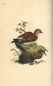 Common grey linnet, Carduelis cannabina (Handcoloured copperplate by Edward Donovan) by Edward Donovan