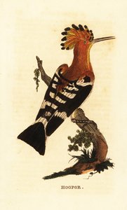 Common hoopoe