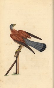 Common kestrel, Falco tinnunculus. Handcoloured copperplate from Natural History of British Birds, London