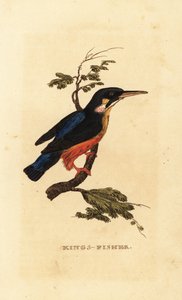 Common Kingfisher, Alcedo atthis by Edward Donovan
