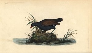 Common moorhen, Gallinula chloropus