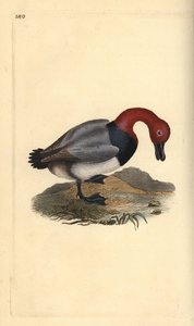 Common pochard or red-headed wigeon, Aythra ferina (male). Handcoloured copperplate from Natural History of British Birds, London