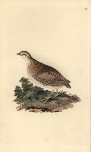 Common quail, Coturnix coturnix