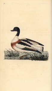 Common Shelduck