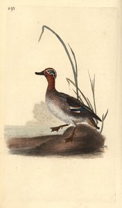 Common Teal (Male) by Edward Donovan