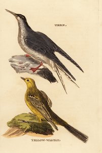 Common Tern and Yellow Wagtail by Edward Donovan
