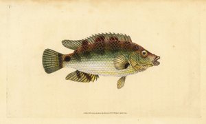 Corkwing wrasse, Symphodus melops (Goldfinny, Labrus cornubius). Handcoloured copperplate drawn and engraved by Edward Donovan from his Natural History of British Fishes, Donovan and F.C. and J. Rivington, London