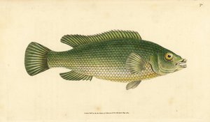 Cuckoo wrasse, Labrus mixtus (Streaked wrasse, Labrus lineatus). Handcoloured copperplate drawn and engraved by Edward Donovan from his Natural History of British Fishes, Donovan and F.C. and J. Rivington, London by Edward Donovan