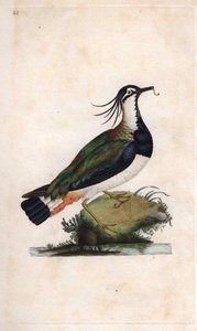 Northern lapwing. Vanellus vanellus (Tringa vanellus). Copper engraving by Edward Donovan, published in Histoire naturelle des oiseaux britanniques, London by Edward Donovan