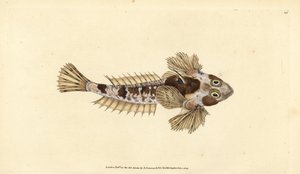 Dragonet, Callionymus lyra