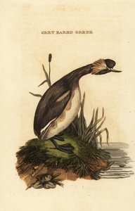 Eared Grebe or Horned Grebe