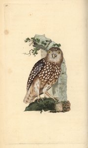 Eurasian Pygmy Owl by Edward Donovan