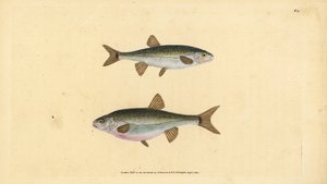 Eurasian minnow, Phoxinus phoxinus (Minow, Cyprinus phoxinus). Handcoloured copperplate drawn and engraved by Edward Donovan from his Natural History of British Fishes, Donovan and F.C. and J. Rivington, London by Edward Donovan