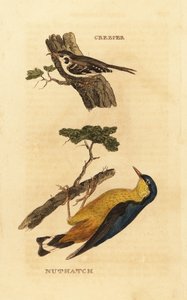 Eurasian Treecreeper, Certhia familiaris, and Eurasian Nuthatch, Sitta europaea