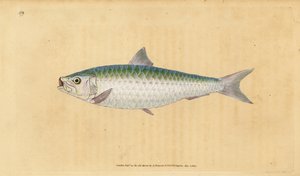 European pilchard, Sardina pilchardus by Edward Donovan