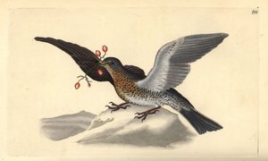 Fieldfare, Turdus Pilaris. Handcoloured Copperplate Drawn and Engraved by Edward Donovan from His Own 