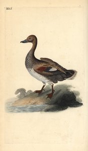 Gadwall (male), Anas strepera. Handcoloured copperplate from Natural History of British Birds, London