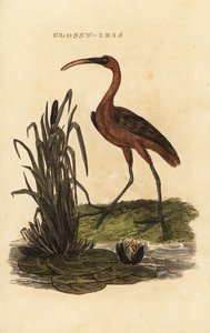 Glossy ibis