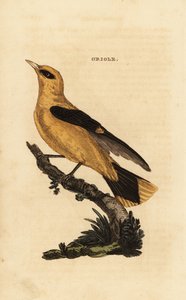 Golden Oriole, Oriolus oriolus
