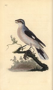 Great grey shrike (female), Lanius excubitor. Handcoloured copperplate from Natural History of British Birds, London by Edward Donovan