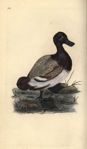 Greater scaup duck, Aythya marila by Edward Donovan