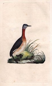 Grebe Cheerful, Podiceps grisegena by Edward Donovan