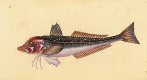 Grey Gurnard, Eutrigla gurnardus (Trigla gurnardus). Handcoloured Copperplate Drawn and Engraved by Edward Donovan from His Natural History of British Fishes, Donovan and F.C. and J. Rivington, London