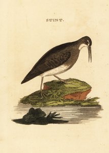 Least Sandpiper