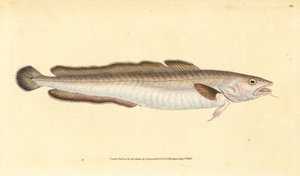 Ling Fish
