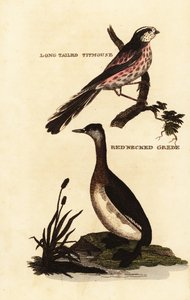 Long-tailed Tit and Red-necked Grebe