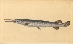 Longnose gar, Lepisosteus osseus by Edward Donovan