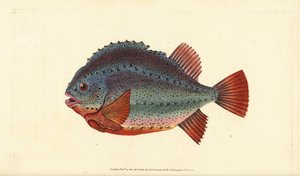Lumpsucker or lumpfish, Cyclopterus lumpus