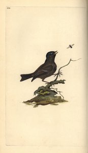 Marsh Tit, Poecile palustris. Handcoloured copperplate from Natural History of British Birds, London