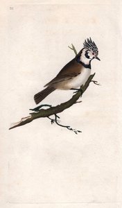 Crested Tit, Lopophanes cristatus cristatus (Parus cristatus). Copper engraving from Histoire naturelle des oiseaux britanniques, London