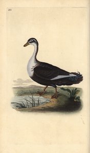 Muscovy Duck, Cairina moschata. Handcoloured copperplate drawn and engraved by Edward Donovan from his Natural History of British Birds, London by Edward Donovan