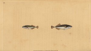 Ninespine Stickleback, Pungitius Pungitius. Handcoloured Copperplate Drawn and Engraved by Edward Donovan from His Natural History of British Fishes