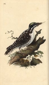 Northern three-toed woodpecker. Picoides tridactylus. Handcoloured copperplate from Natural History of British Birds, London by Edward Donovan