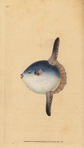 Ocean Sunfish, Mola mola. Vulnerable. Handcoloured copperplate from Natural History of British Fishes, London