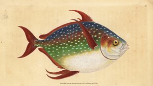 Opah or King Fish, Lampris Guttatus. Handcoloured Copperplate Drawn and Engraved by Edward Donovan from His Natural History of British Fishes