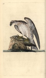 Osprey, Pandion haliaetus, standing on a caught fish. Handcoloured copperplate from Natural History of British Birds, London by Edward Donovan