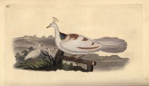Peafowl Foot, Pavo cristatus, Female with Young by Edward Donovan